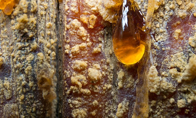 Top 10 Survival Uses for Pine Resin – Survivopedia Top 10 Survival Uses for Pine Resin – Survivopedia
