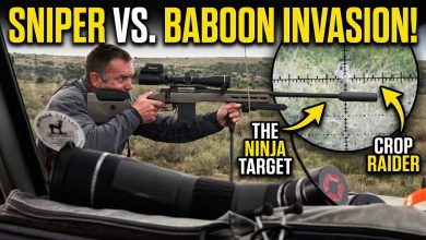 I Hunted The “Ninja” Baboons of South Africa!