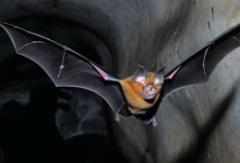 Next Epidemic Most Likely To Be Cause By Bats