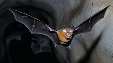 Next Epidemic Most Likely To Be Cause By Bats Next Epidemic Most Likely To Be Cause By Bats