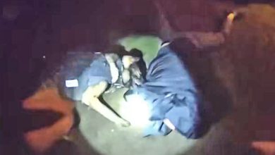 K9 Asher Tracks And Bites Fleeing Suspect After Pursuit K9 Asher Tracks And Bites Fleeing Suspect After Pursuit