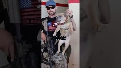 How Navy Seals clear a room #military #howto #dog #funny #specialforces