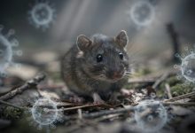 Countries Are Rushing To Track Hantavirus