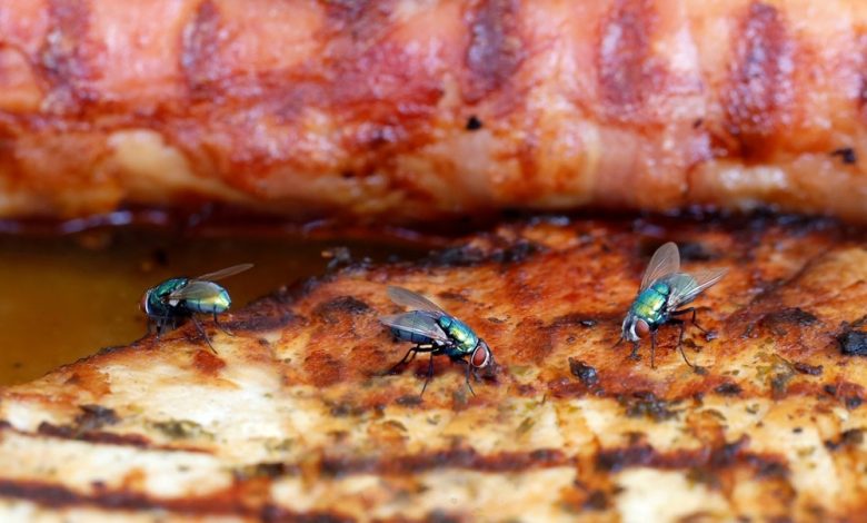 Historic Methods For Keeping Insects Off People, Food, And Bedding – Survivopedia