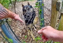 Police K9 Bites His Handler During Search For Fleeing Suspect