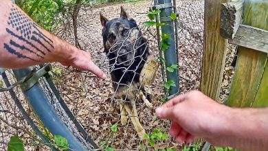 Police K9 Bites His Handler During Search For Fleeing Suspect