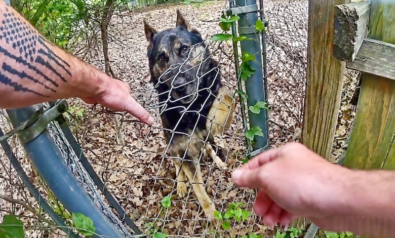 Police K9 Bites His Handler During Search For Fleeing Suspect