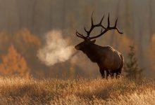 Best Rifle for Elk Hunting
