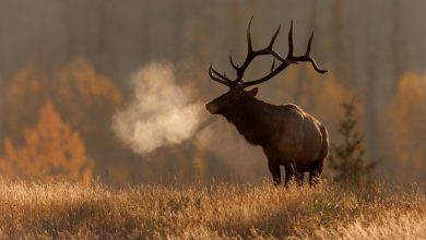 Best Rifle for Elk Hunting