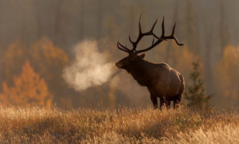 Best Rifle for Elk Hunting Best Rifle for Elk Hunting