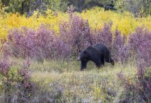 Best Rifle for Bear Hunting
