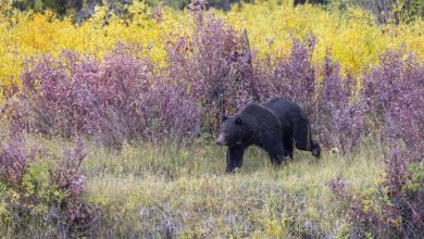 Best Rifle for Bear Hunting