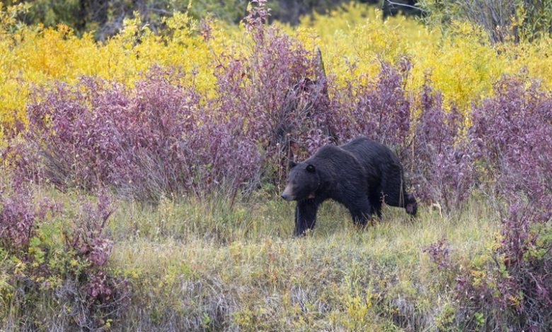Best Rifle for Bear Hunting
