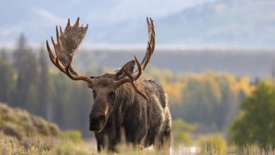 Best Rifle for Moose Hunting