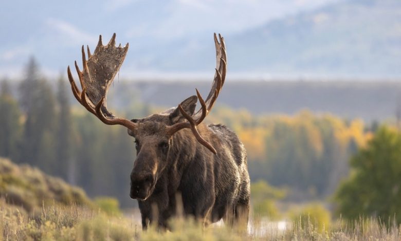 Best Rifle for Moose Hunting