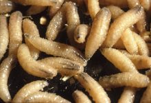 As Screwworm Spreads, USDA Partners With DHS Attempting To Control It