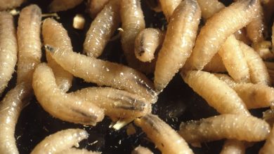 As Screwworm Spreads, USDA Partners With DHS Attempting To Control It