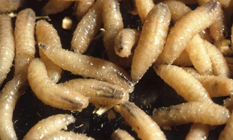 As Screwworm Spreads, USDA Partners With DHS Attempting To Control It