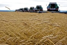 Russia Tightens Hold on African Wheat Market as Ukraine Opens Rival Agrohub in Ghana