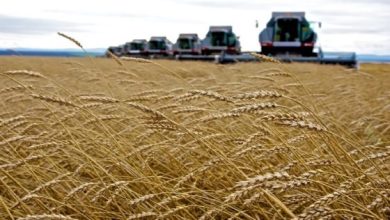 Russia Tightens Hold on African Wheat Market as Ukraine Opens Rival Agrohub in Ghana Russia Tightens Hold on African Wheat Market as Ukraine Opens Rival Agrohub in Ghana