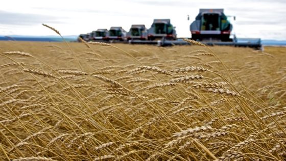 Russia Tightens Hold on African Wheat Market as Ukraine Opens Rival Agrohub in Ghana Russia Tightens Hold on African Wheat Market as Ukraine Opens Rival Agrohub in Ghana