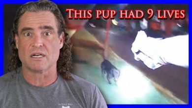 Homeowner Can’t Control His Dog Or Emotions | Active Self Protection