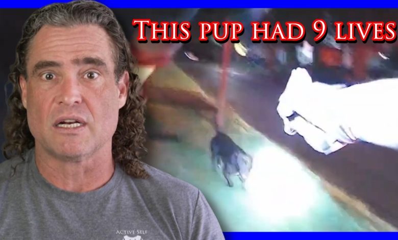 Homeowner Can’t Control His Dog Or Emotions | Active Self Protection