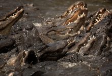 Israel Proposes Surrounding Prisons With Crocodiles