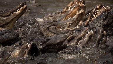 Israel Proposes Surrounding Prisons With Crocodiles Israel Proposes Surrounding Prisons With Crocodiles