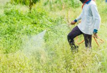 EPA Faces Pressure to Warn Public on Cancer-Linked Pesticides