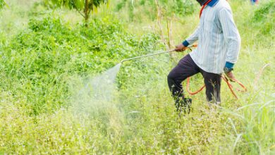 EPA Faces Pressure to Warn Public on Cancer-Linked Pesticides