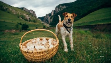 How To Train A Dog As A Useful Survival Companion, Not Just A Pet – Survivopedia