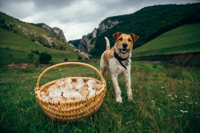 How To Train A Dog As A Useful Survival Companion, Not Just A Pet – Survivopedia