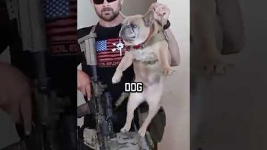NAVY SEAL ROOM CLEARING #dog #shorts #militaryeverything #navyseal