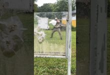 Testing Bullet-Proof Glass #shorts #military #tips #youtubeshorts