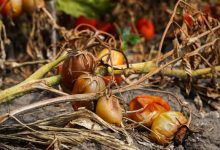 Native, Pioneer, And Amish Responses To Crop Failure In The First 72 Hours – Survivopedia