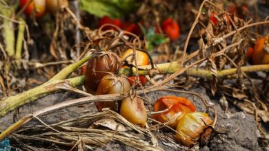Native, Pioneer, And Amish Responses To Crop Failure In The First 72 Hours – Survivopedia
