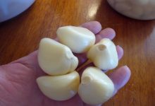 Rural Revolution: A garlic “Eureka”