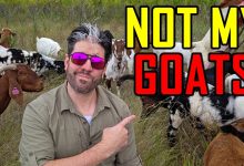 I Failed at Homesteading. Here’s Why.
