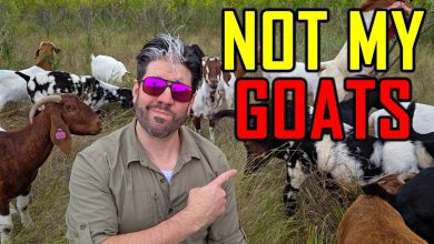 I Failed at Homesteading. Here’s Why.