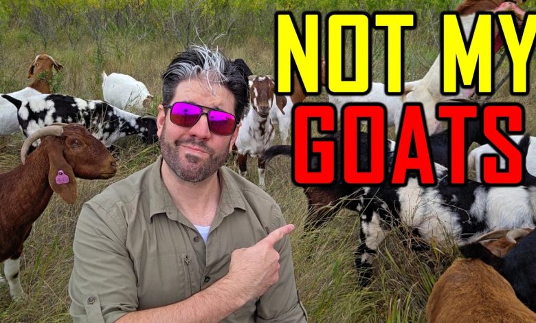 I Failed at Homesteading. Here’s Why.