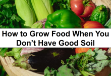 How to Grow Food When You Don’t Have Good Soil – reThinkSurvival.com