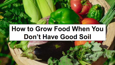 How to Grow Food When You Don’t Have Good Soil – reThinkSurvival.com