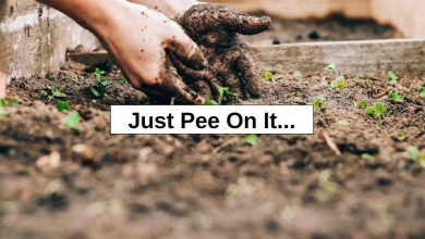 Just Pee On It… – reThinkSurvival.com