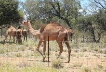 Why the U.S. Army Used Camels in the Southwest