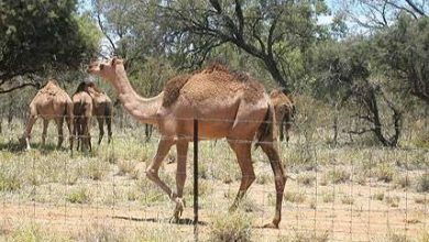 Why the U.S. Army Used Camels in the Southwest